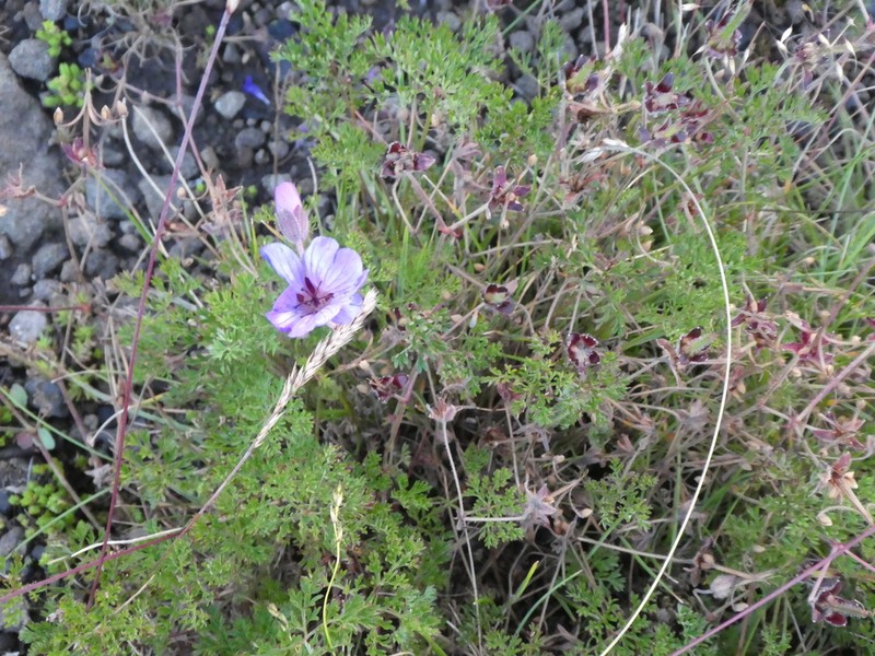 Geranium multisectum photo 5