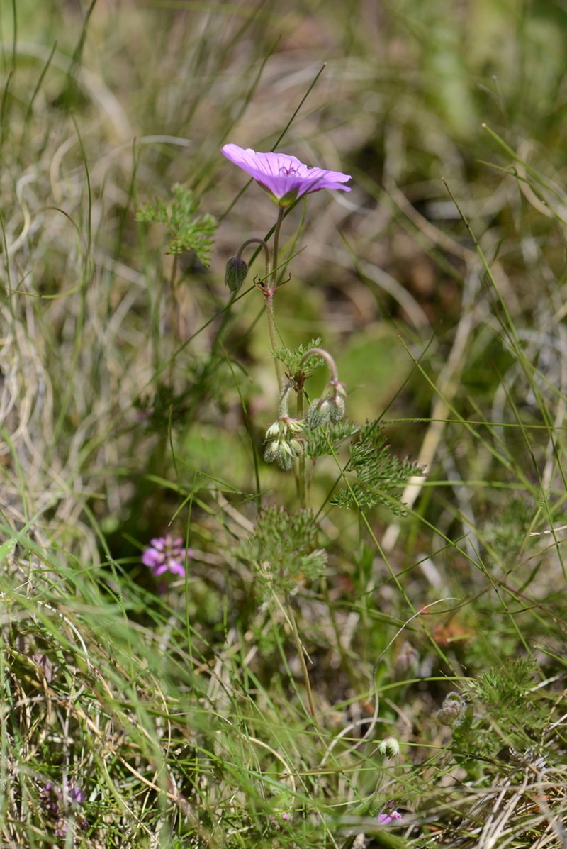 Geranium multisectum photo 6