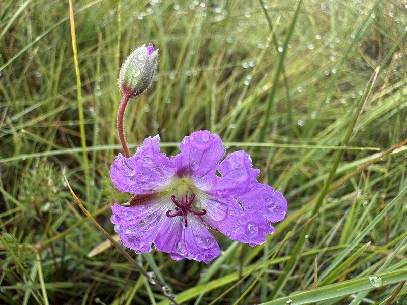 Geranium multisectum photo 7