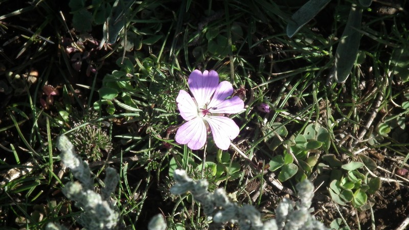 Geranium multisectum photo 8