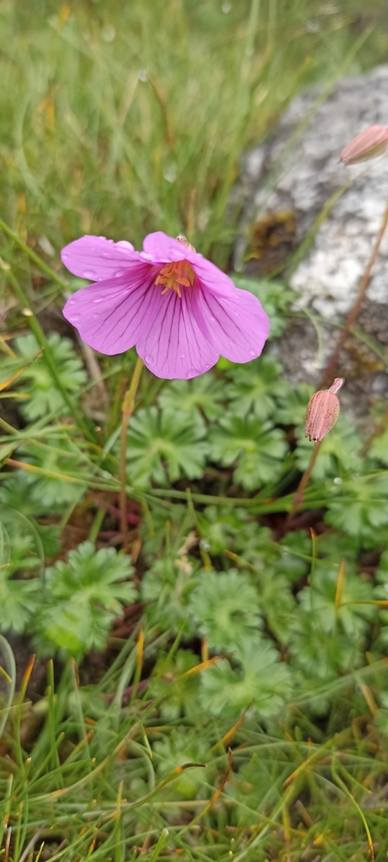 Geranium nakaoanum