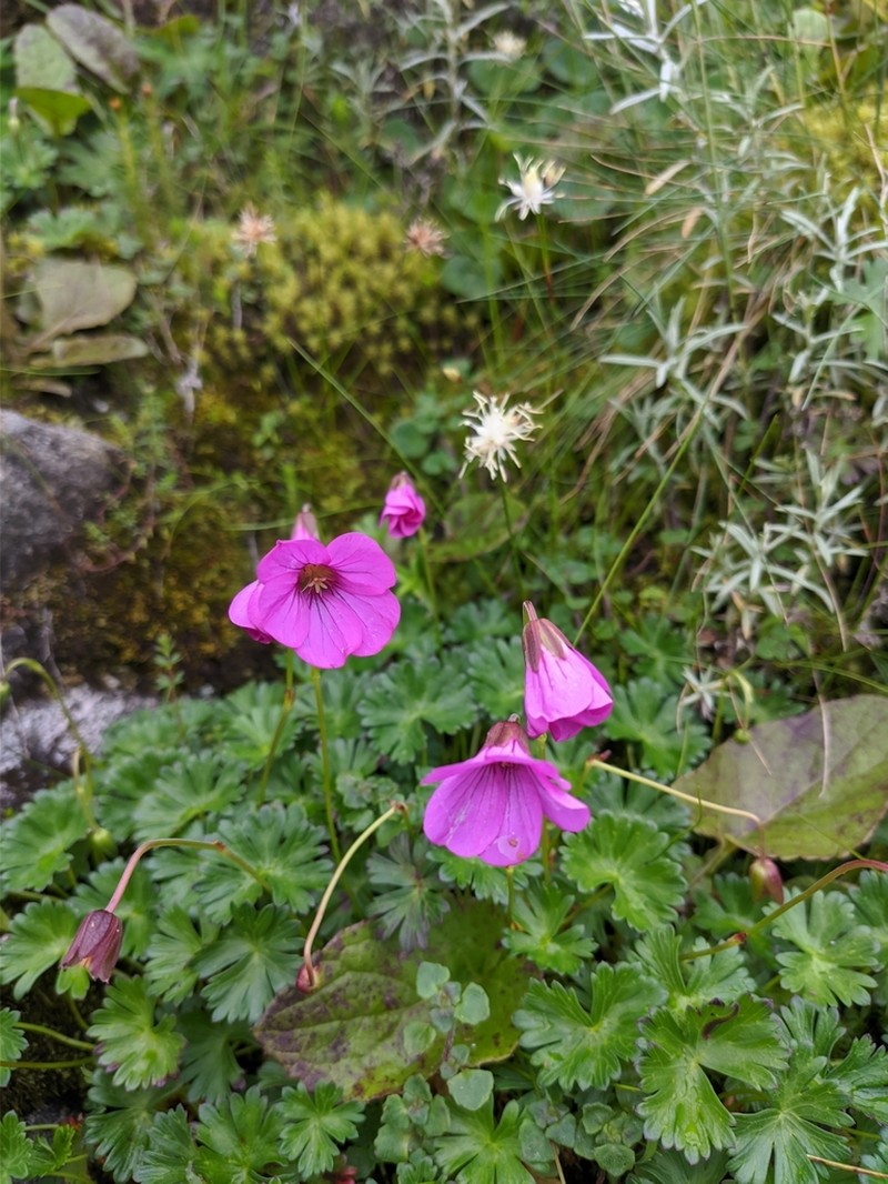 Geranium nakaoanum photo 3