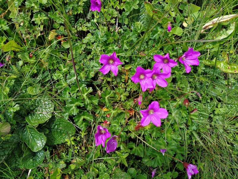 Geranium nakaoanum photo 4