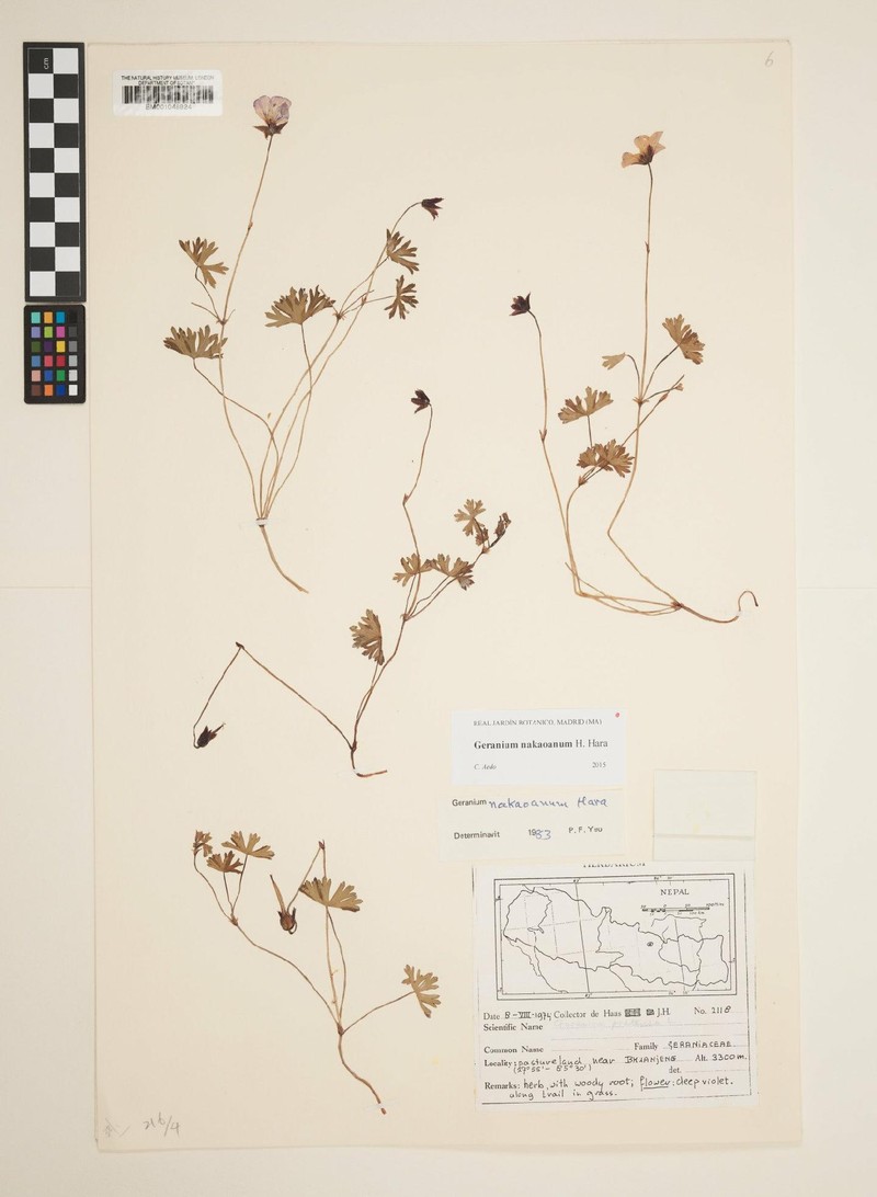 Geranium nakaoanum photo 5