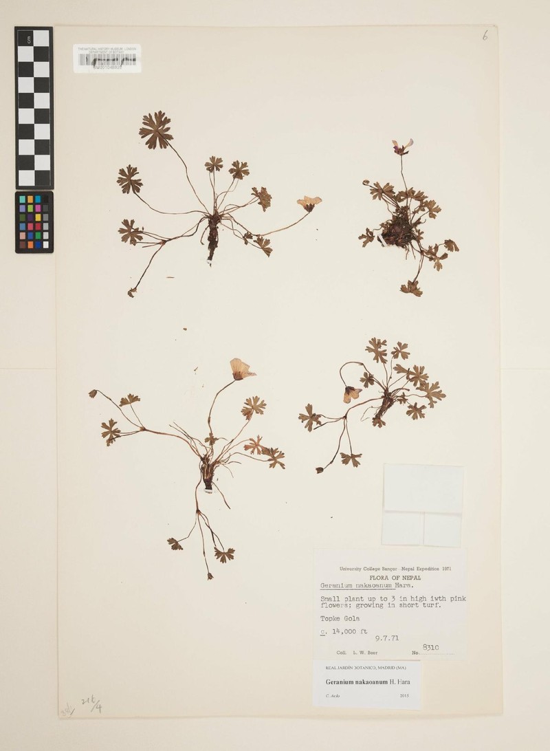 Geranium nakaoanum photo 6
