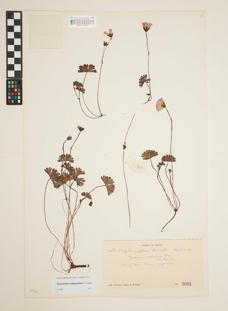 Geranium nakaoanum photo 7