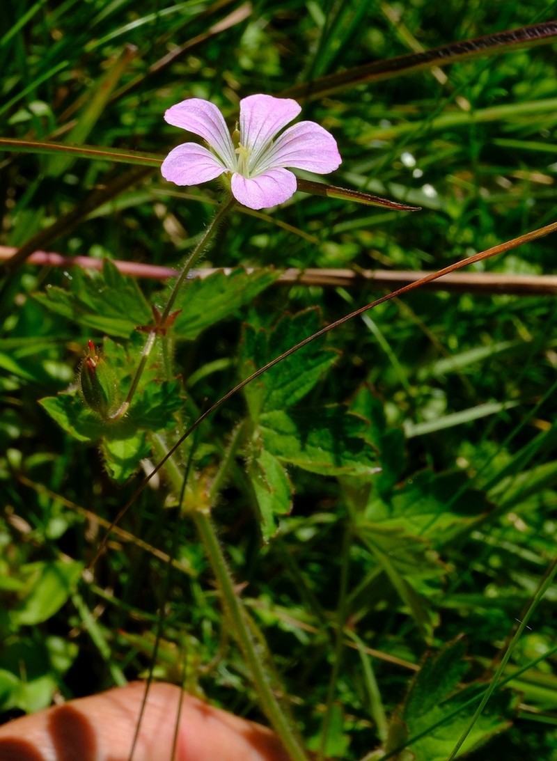 Geranium natalense photo 2