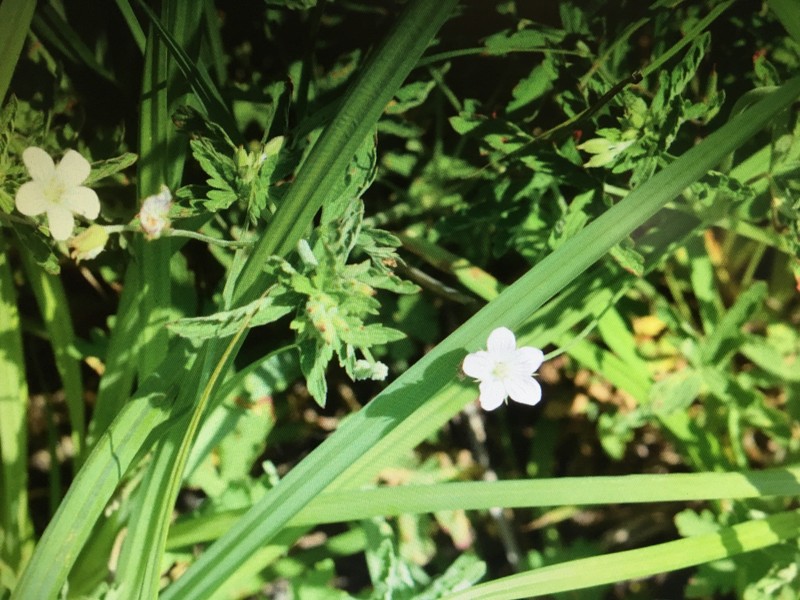 Geranium natalense photo 3