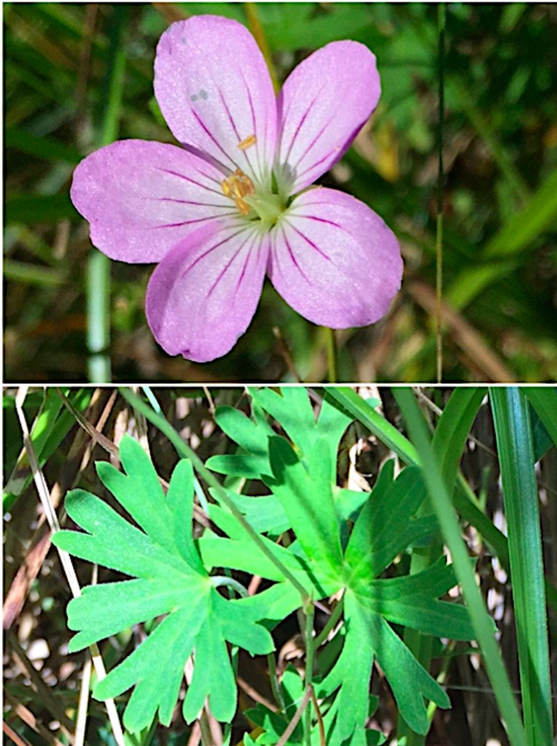 Geranium neglectum photo 2