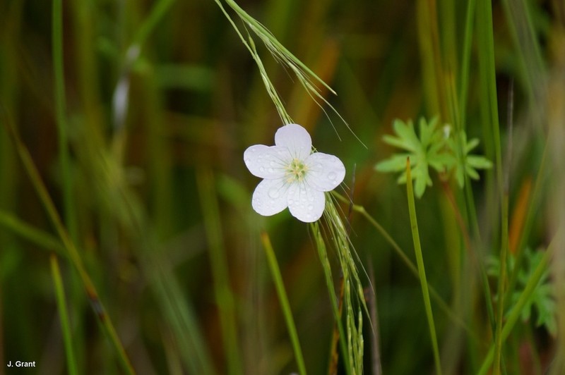 Geranium neglectum photo 3