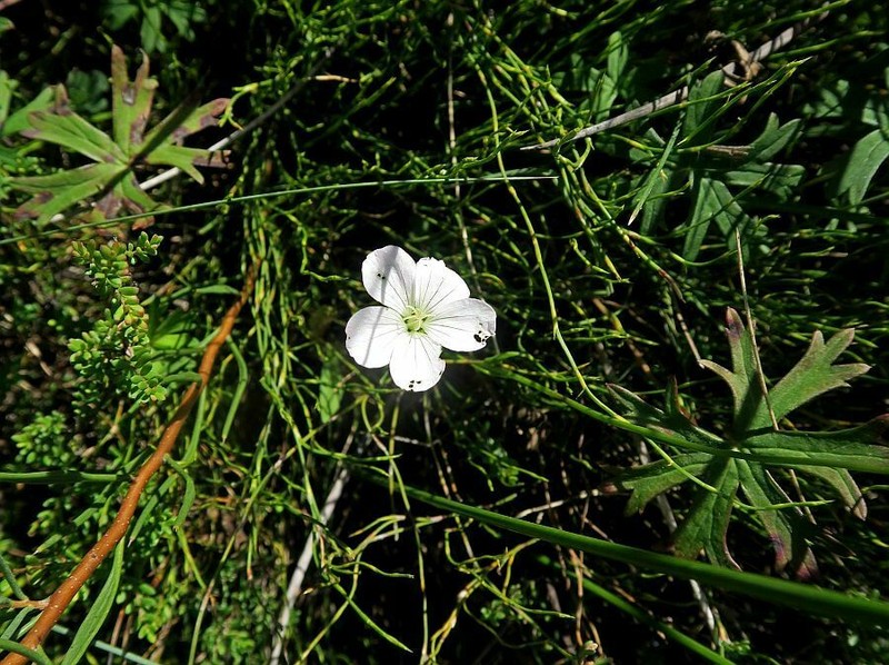 Geranium neglectum photo 4