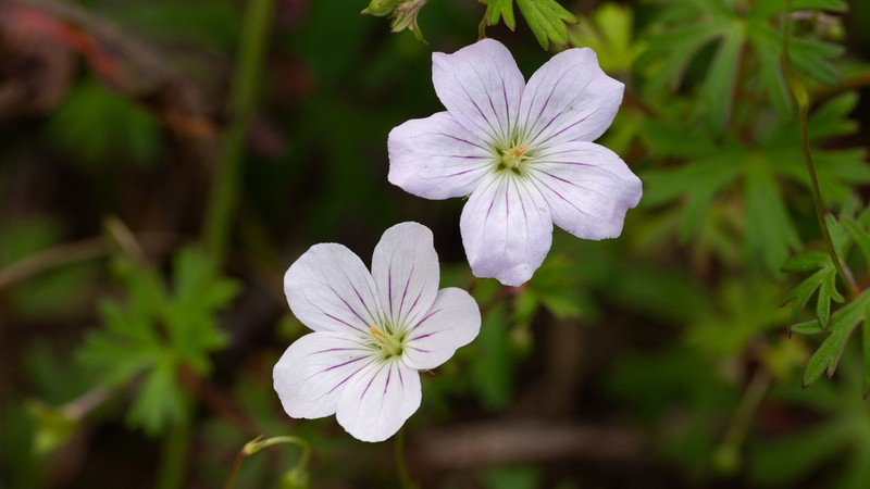 Geranium neglectum photo 5