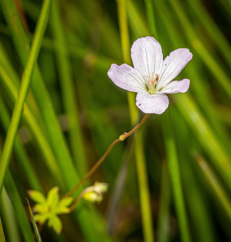 Geranium neglectum photo 6