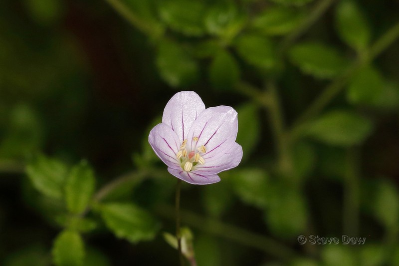 Geranium neglectum photo 7
