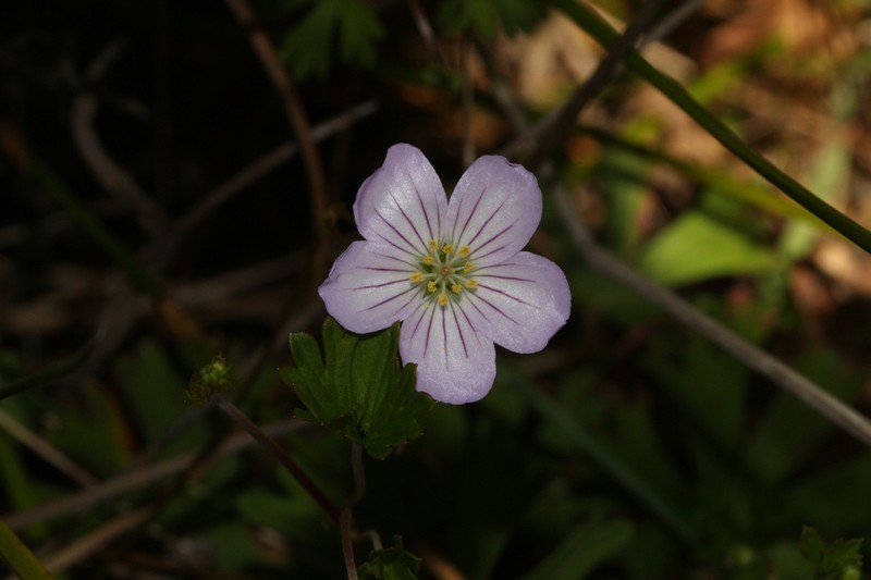 Geranium neglectum photo 8