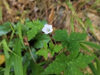 Geranium nepalense