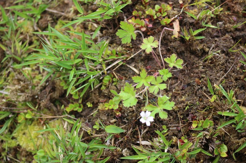 Geranium nepalense photo 2