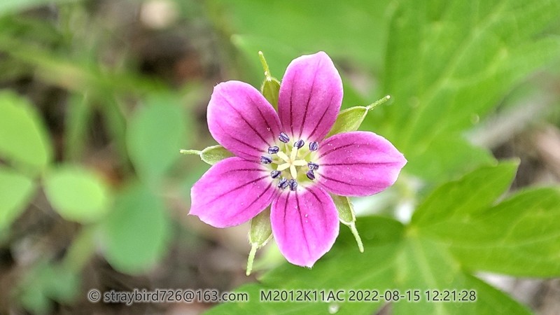 Geranium nepalense photo 3