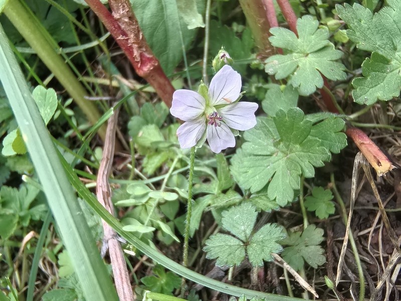 Geranium nepalense photo 4