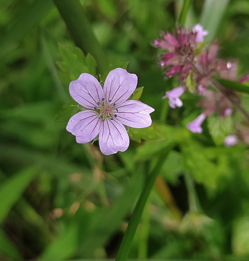 Geranium nepalense photo 5