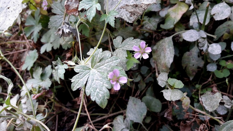 Geranium nepalense photo 6