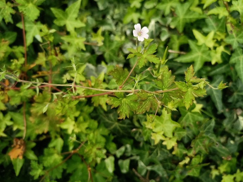 Geranium nepalense photo 7