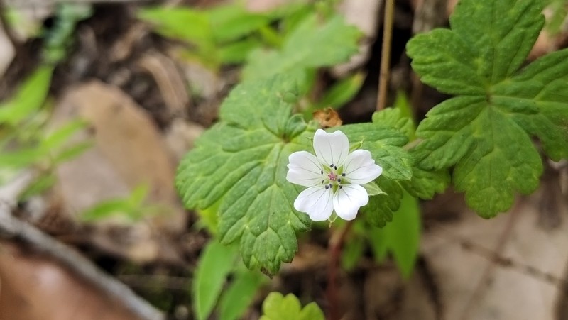 Geranium nepalense photo 8