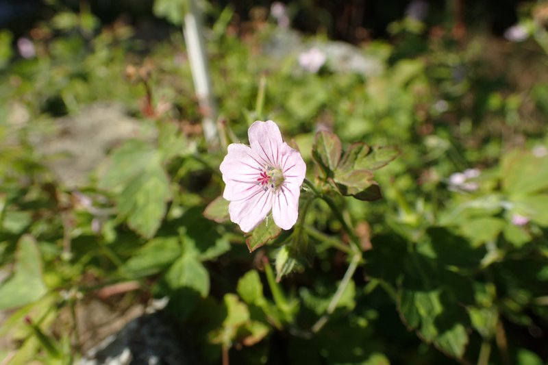 Geranium nepalense