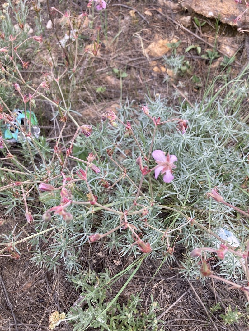 Geranium niveum
