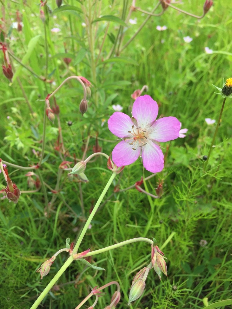 Geranium niveum photo 2