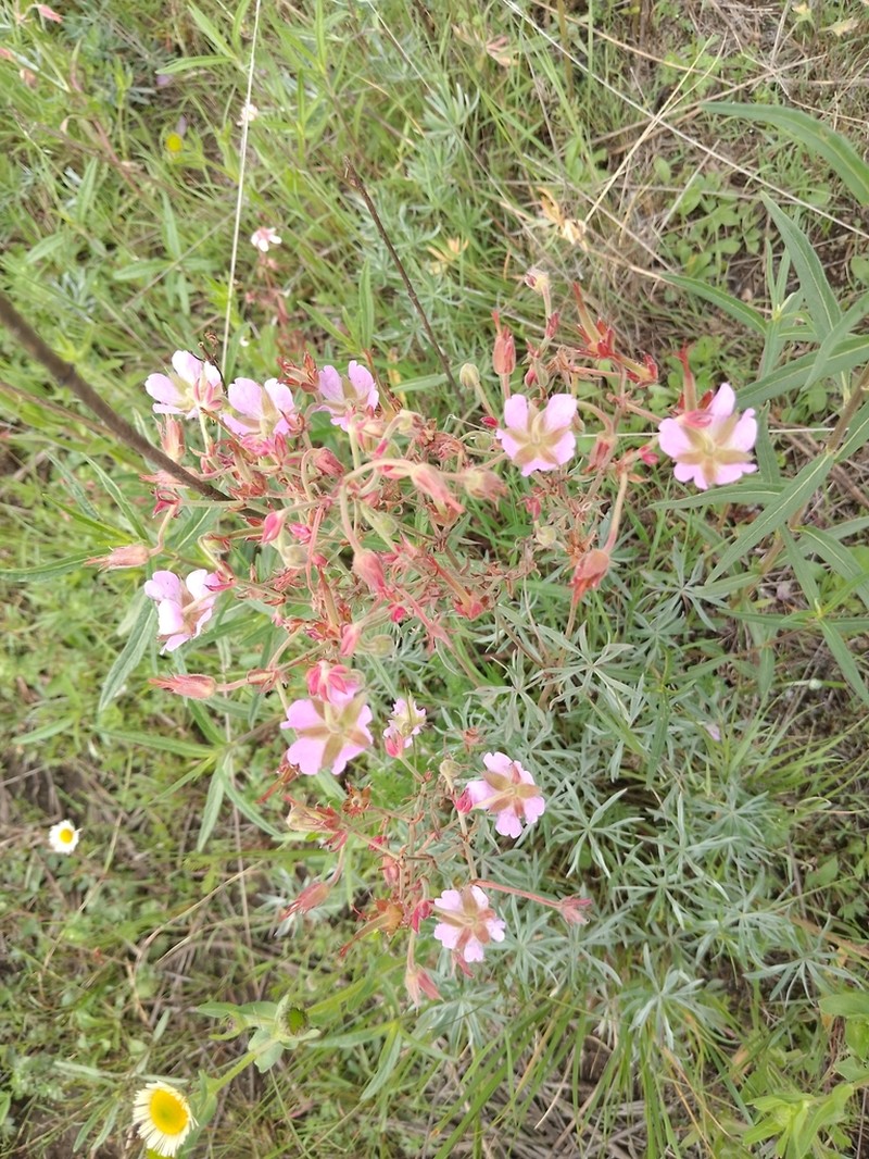 Geranium niveum photo 3