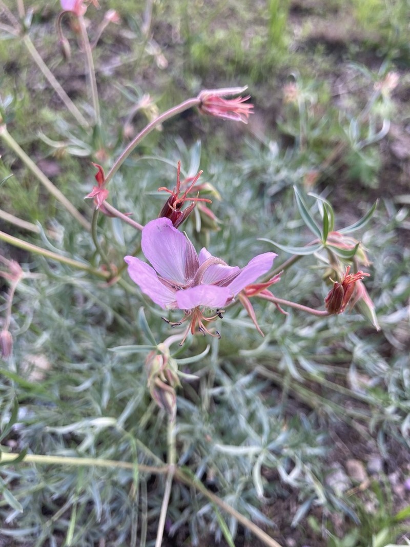 Geranium niveum photo 4