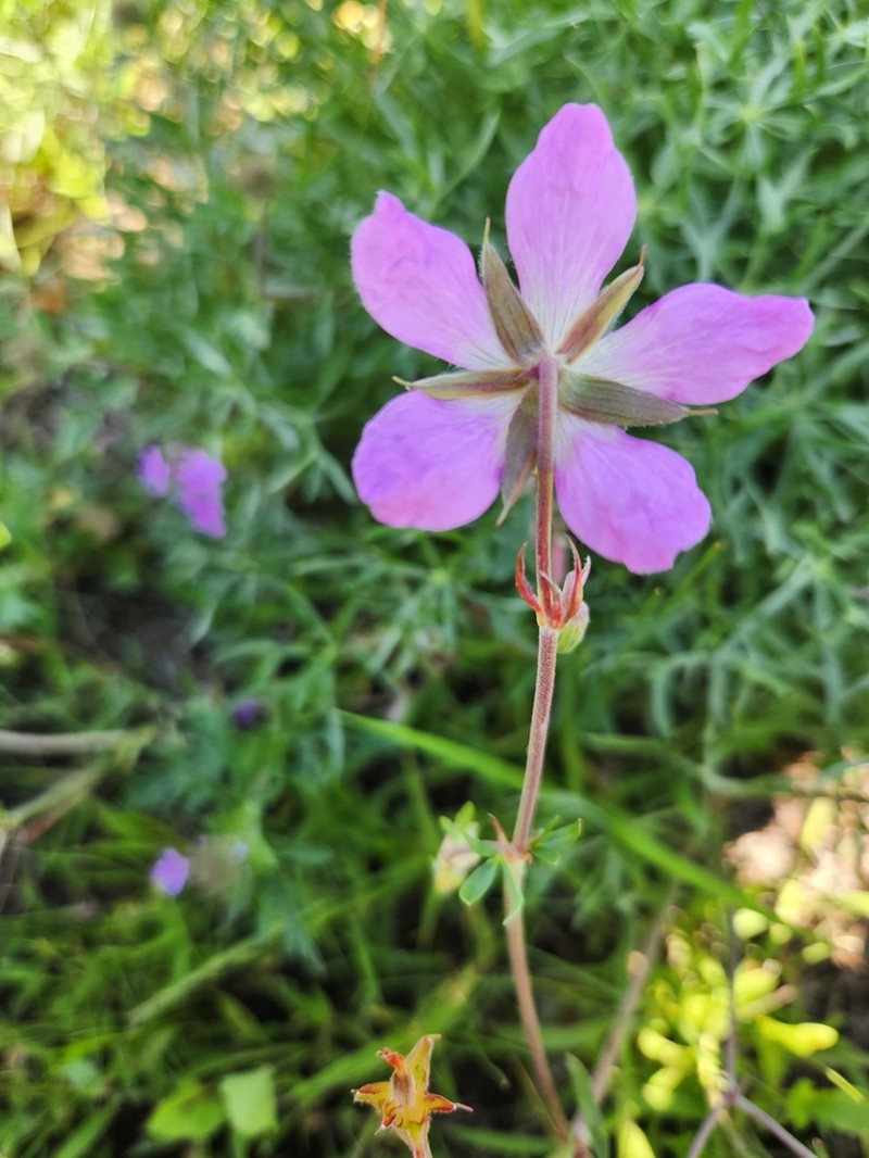 Geranium niveum photo 5