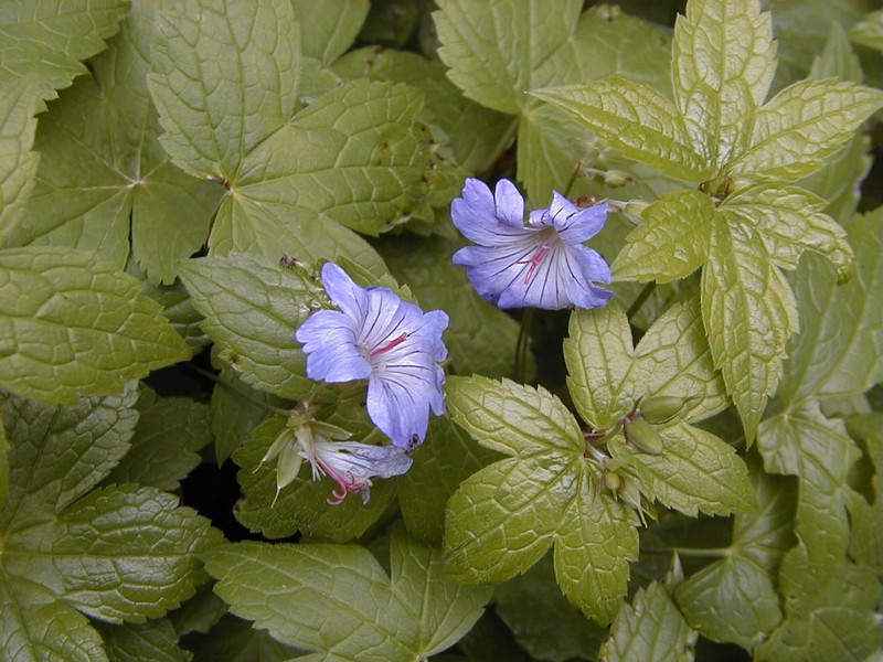 Geranium nodosum photo 2