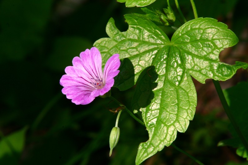 Geranium nodosum photo 3