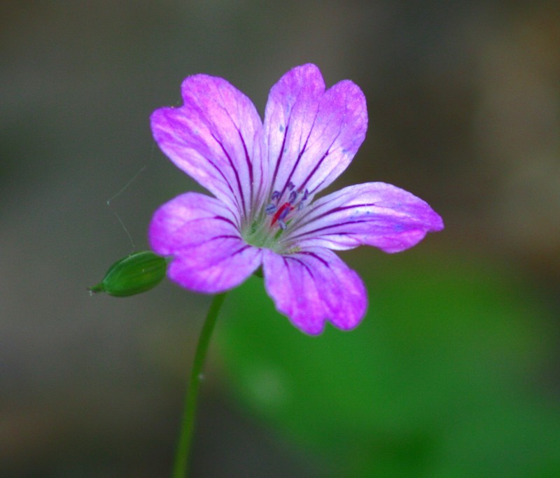 Geranium nodosum photo 4
