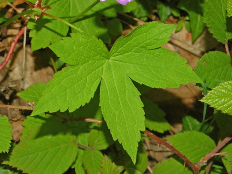 Geranium nodosum photo 5