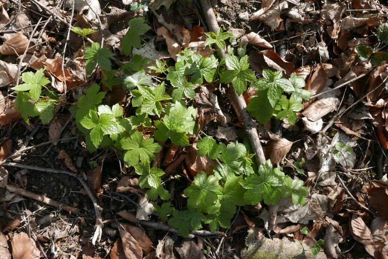 Geranium nodosum photo 6