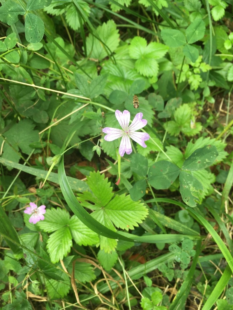 Geranium nodosum photo 7