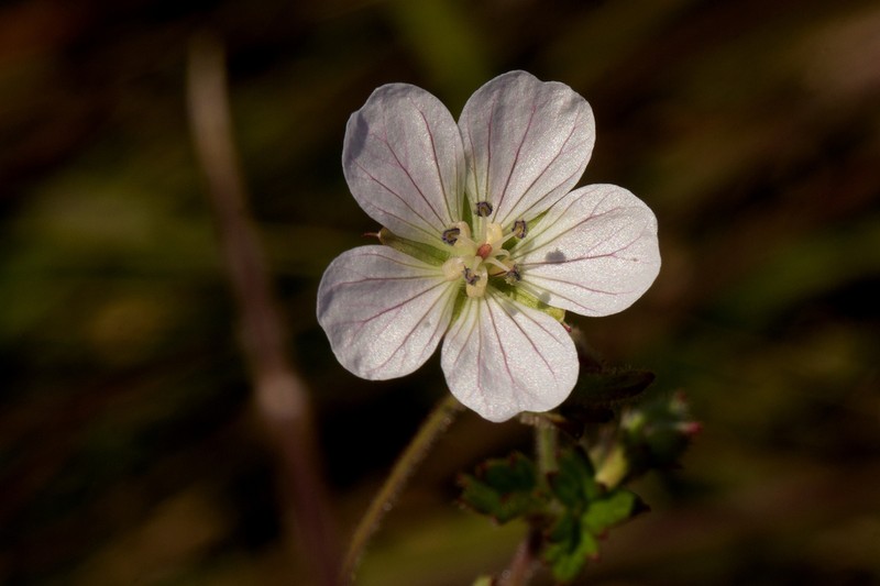 Geranium nyassense
