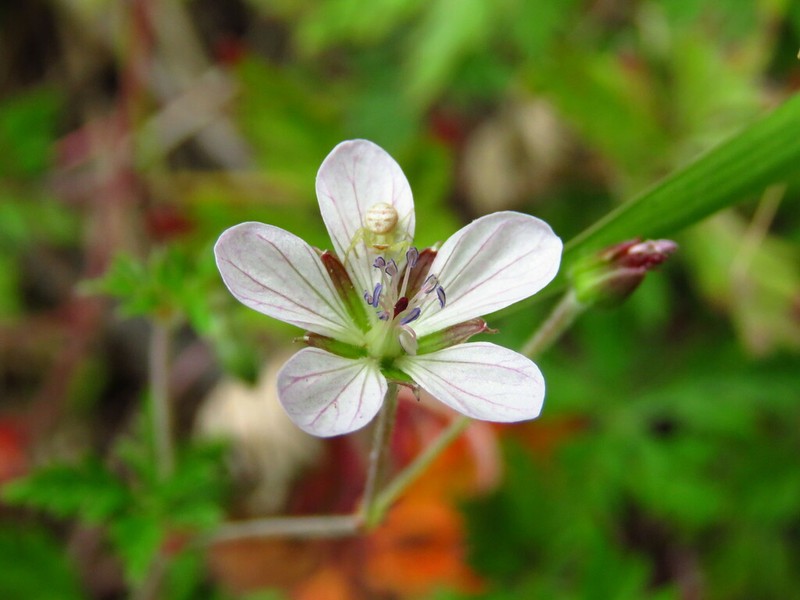 Geranium nyassense photo 2