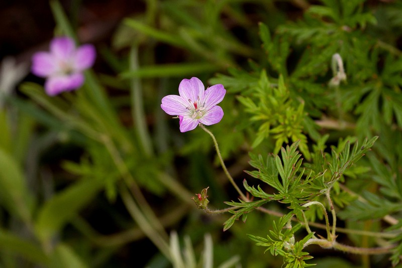 Geranium nyassense photo 3