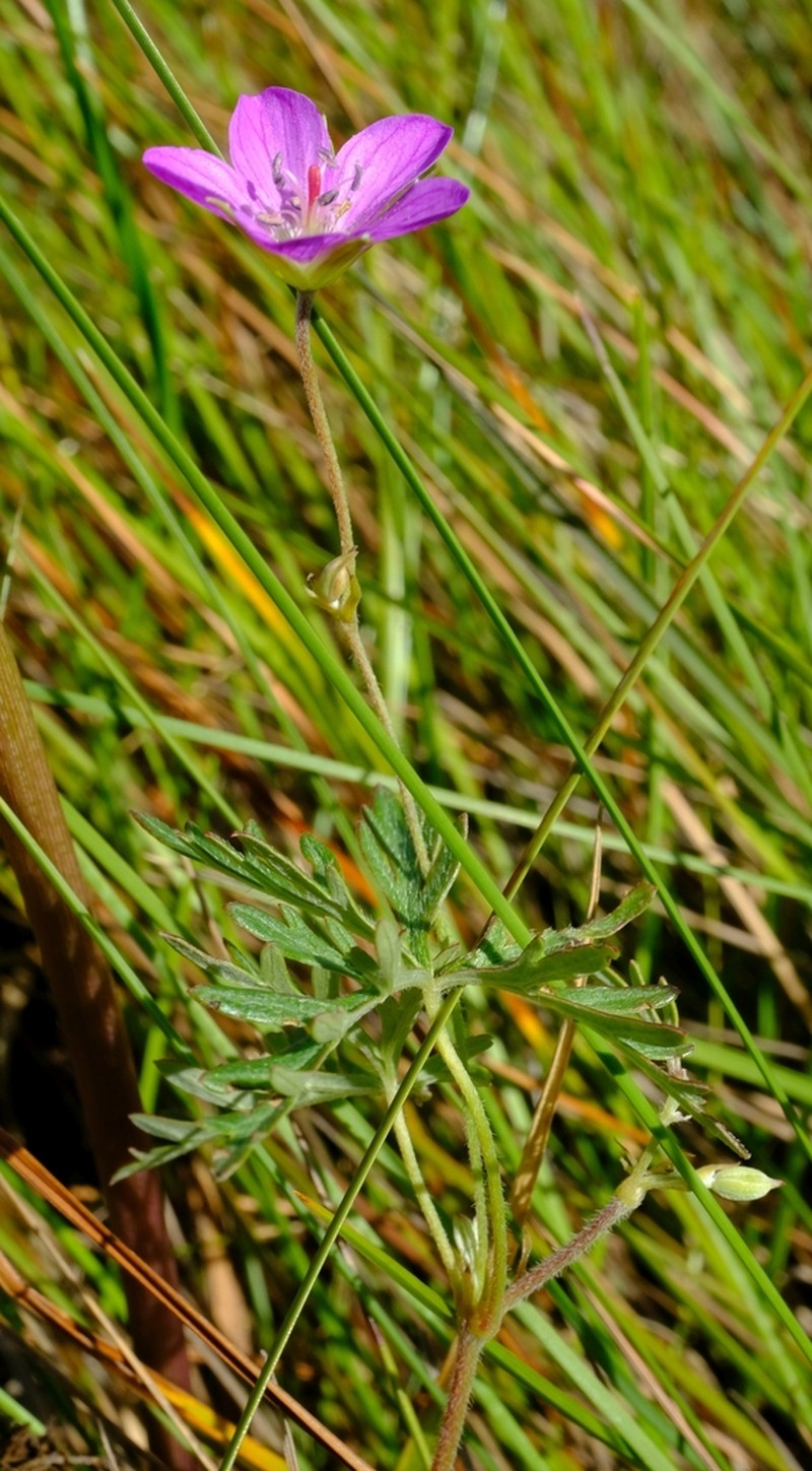 Geranium nyassense photo 5