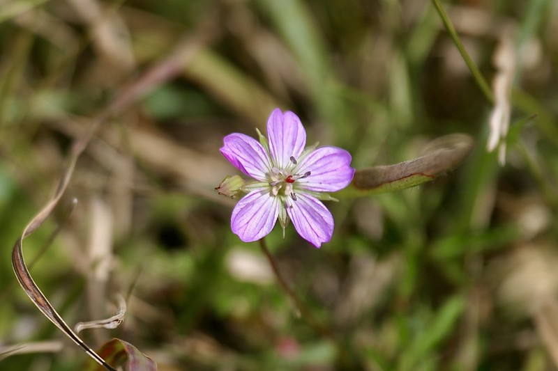 Geranium nyassense photo 6