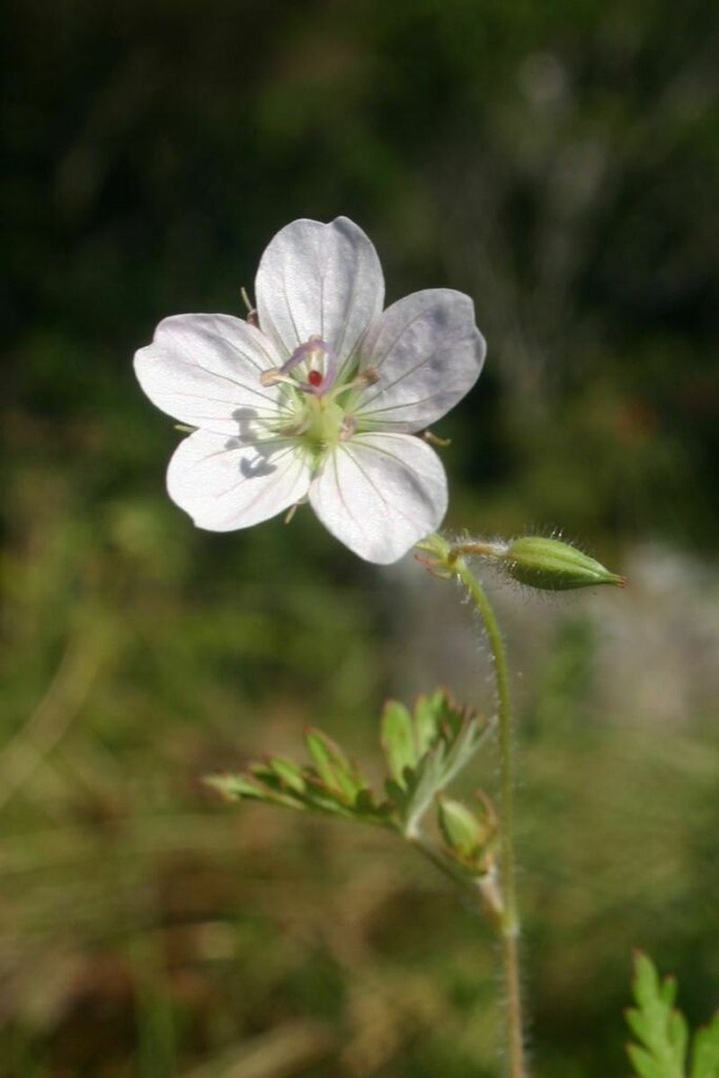 Geranium nyassense photo 7