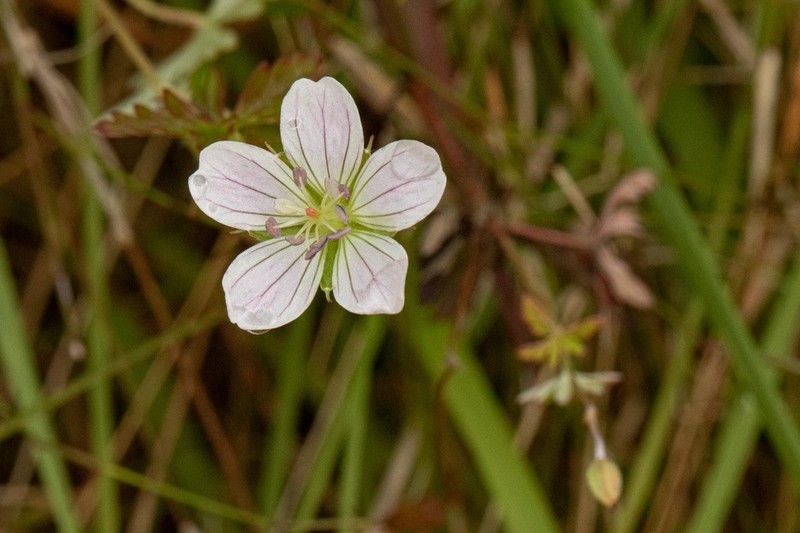 Geranium nyassense photo 8