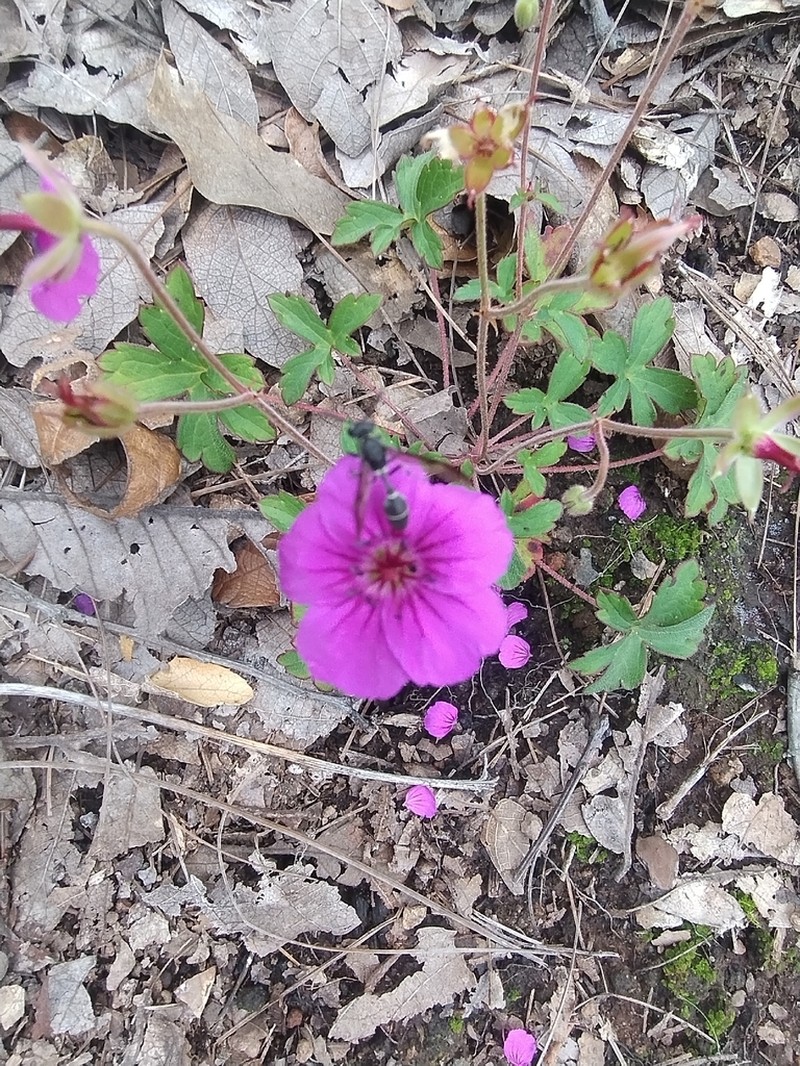 Geranium oaxacanum