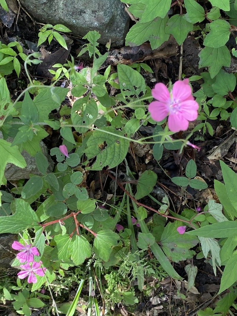 Geranium oaxacanum photo 2