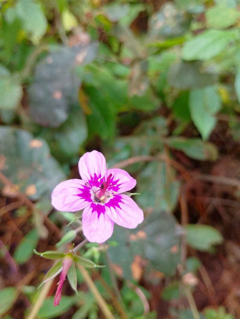 Geranium oaxacanum photo 3