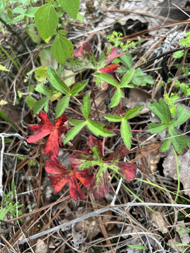 Geranium oaxacanum photo 4